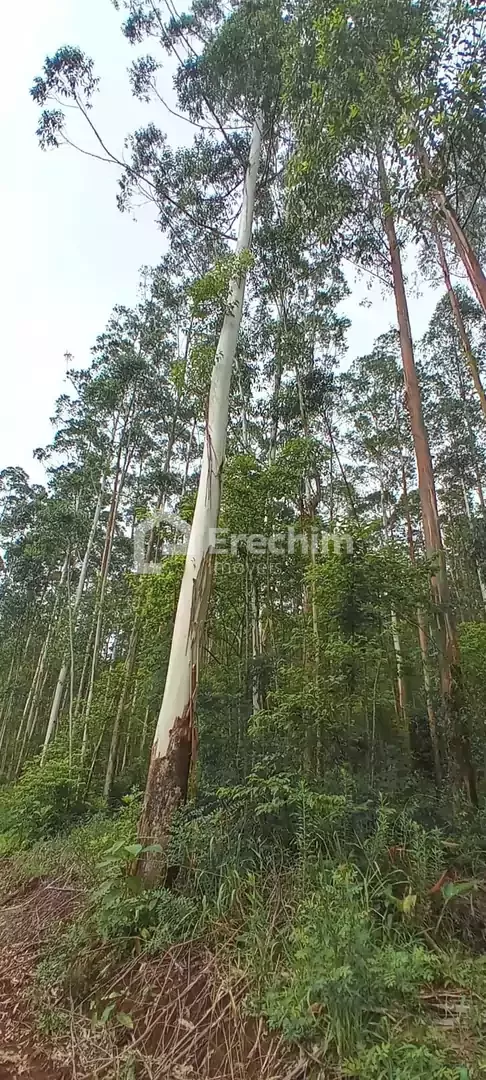 Imóvel 4609